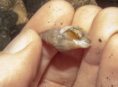 Buccinulum littorinoides