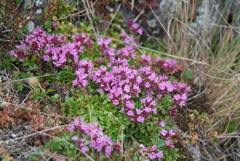 Thymus reverdattoanus