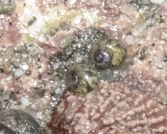 Cantharidus puysegurensis