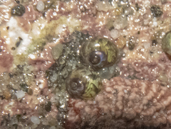 Cantharidus puysegurensis