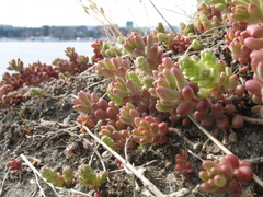 Sedum album