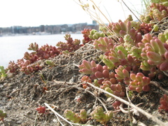 Sedum album