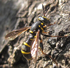 Sphiximorpha subsessilis