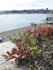 Sedum album