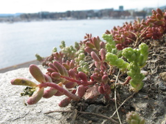 Sedum album