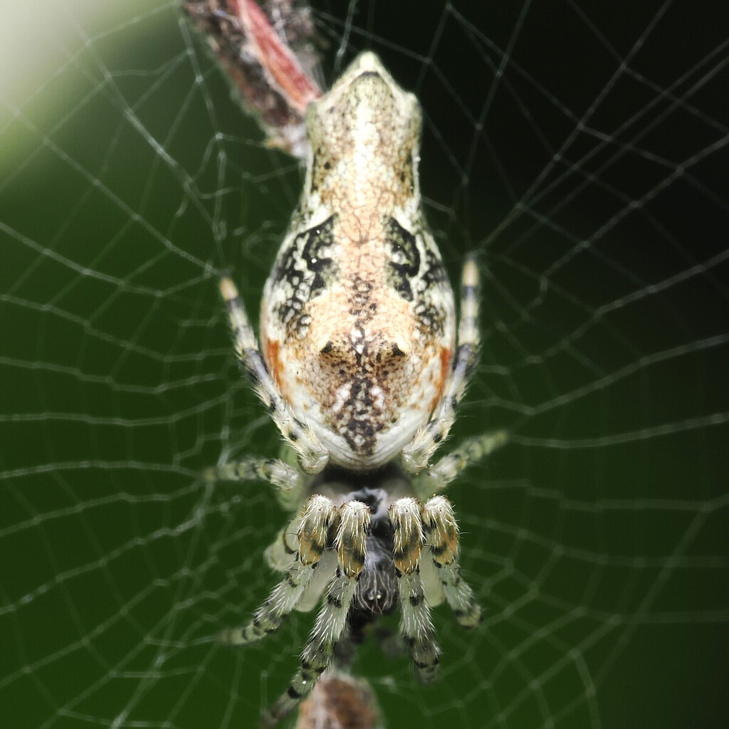 Cyclosa laticauda