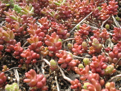 Sedum album