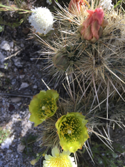 Cylindropuntia ganderi