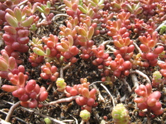 Sedum album