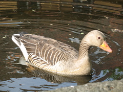 Anser anser