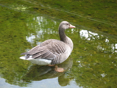 Anser anser