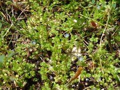Veronica hispidula