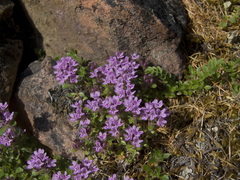 Thymus reverdattoanus