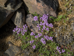 Thymus reverdattoanus