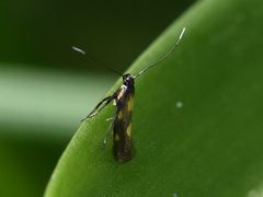 Euspilapteryx auroguttella