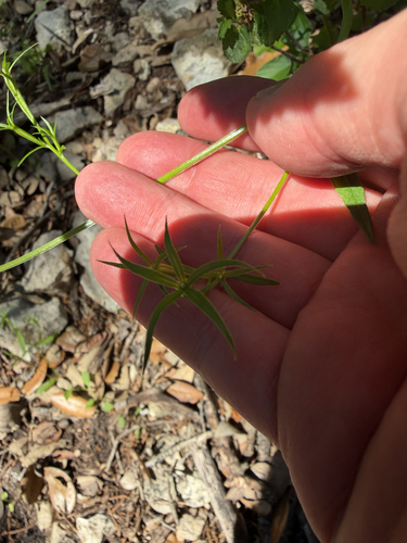 Triodanis coloradoensis, photograph 5