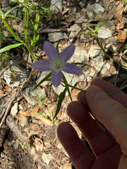 (c) jjfeiler, some rights reserved (CC BY) Triodanis coloradoensis, photograph (c) jjfeiler, some rights reserved (CC BY)