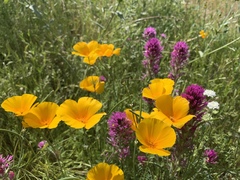 Castilleja exserta exserta