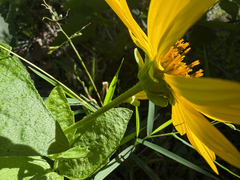 Verbesina lindheimeri, photograph (c) jjfeiler, some rights reserved (CC BY)