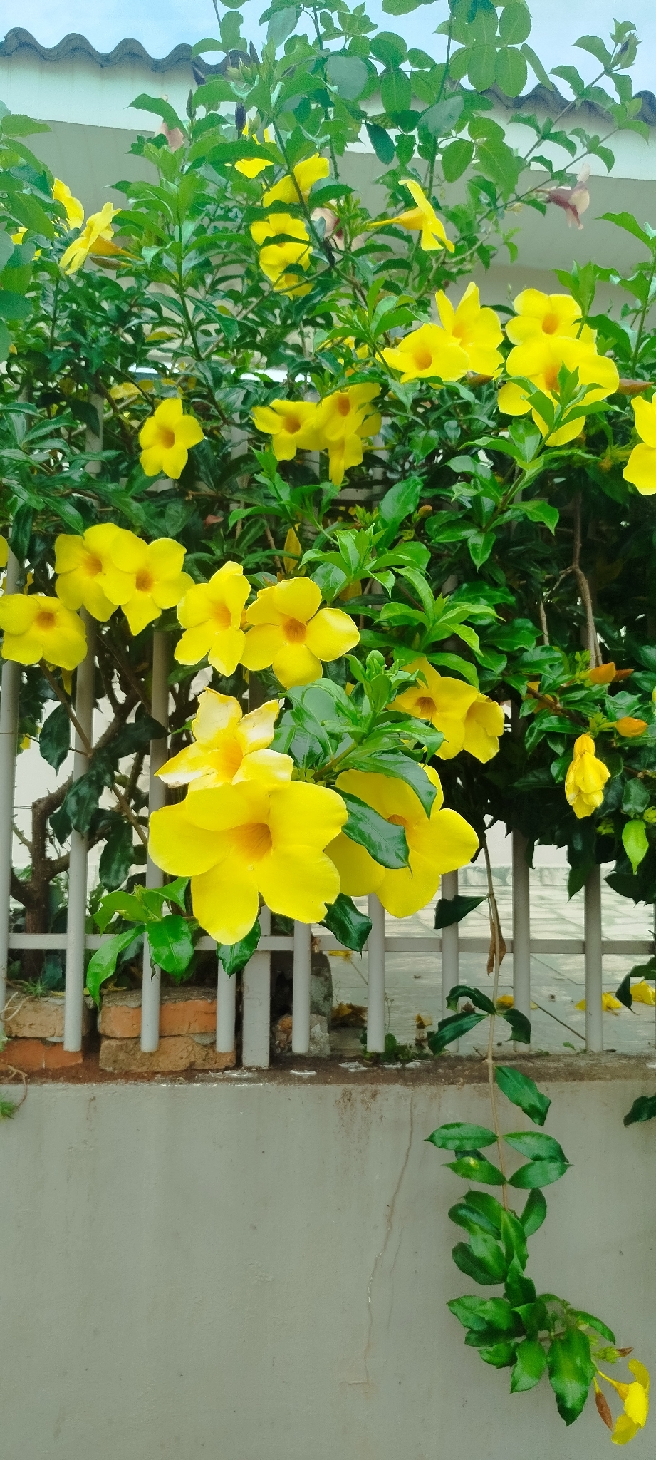 Allamanda cathartica