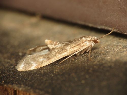 Hygraula nitens