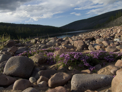 Thymus reverdattoanus