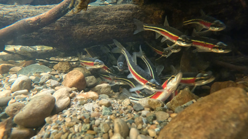 Redside dace (Clinostomus elongatus) — Cyprinidae — 4