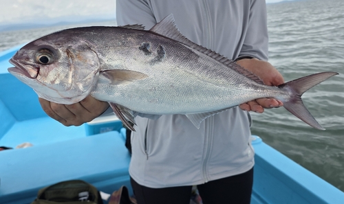 Fortune jack (Seriola peruana) — Carangidae — 2