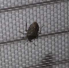 Hymenarcys nervosa