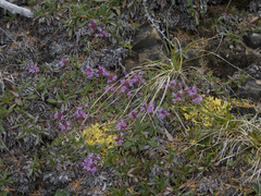 Thymus reverdattoanus