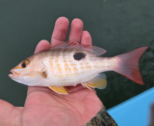Rose snapper (Lutjanus guttatus) — Lutjanidae — 2