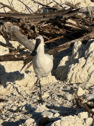 Royal Spoonbill