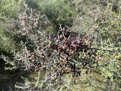 Sarcomphalus obtusifolius canescens