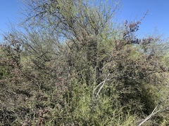 Sarcomphalus obtusifolius canescens