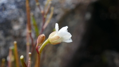 Cardamine forsteri