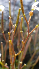 Cardamine forsteri