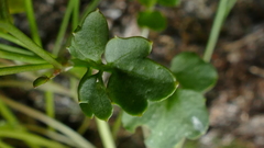 Cardamine forsteri