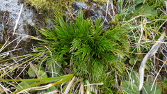 Aciphylla polita