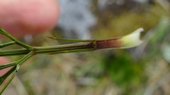 Aciphylla polita