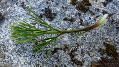 Aciphylla polita