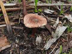 Lepiota haemorrhagica