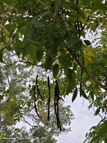 Golden Shower Tree