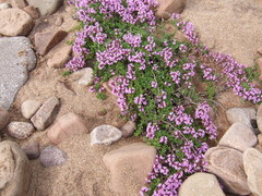 Thymus reverdattoanus