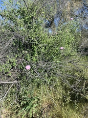 Cirsium neomexicanum