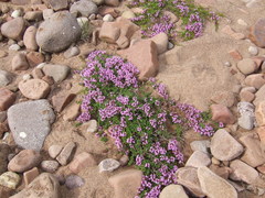Thymus reverdattoanus