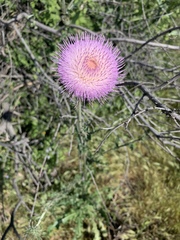 Cirsium neomexicanum