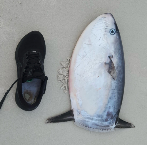 Ranzania laevis observed 2026-05-16