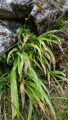 Dolichoglottis scorzoneroides