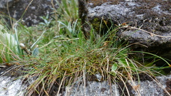 Carex acicularis