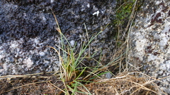 Carex acicularis